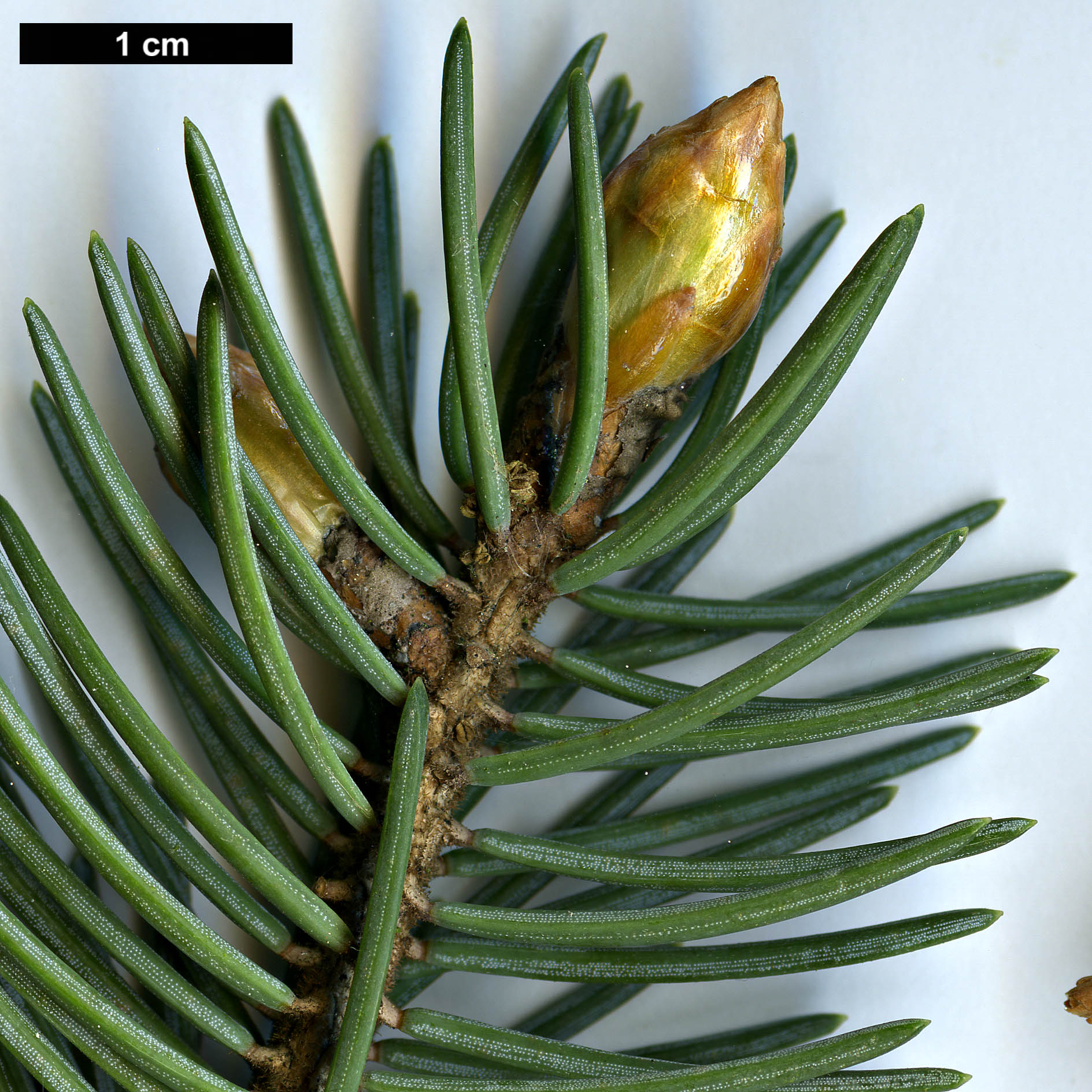 High resolution image: Family: Pinaceae - Genus: Picea - Taxon: likiangensis - SpeciesSub: var. hirtella